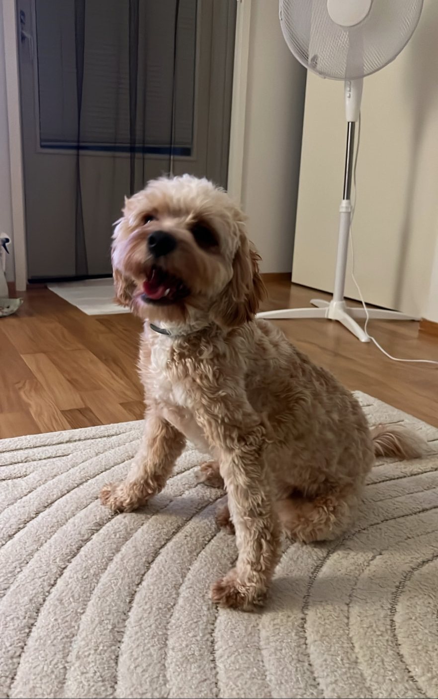 Kyo, the Cavapoo behind Kyo's Kitchen, sitting on a rug and looking up at the camera