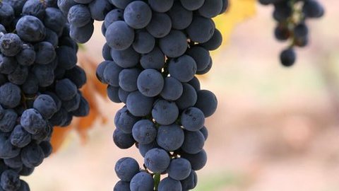 Bunches of dark grapes on the vine